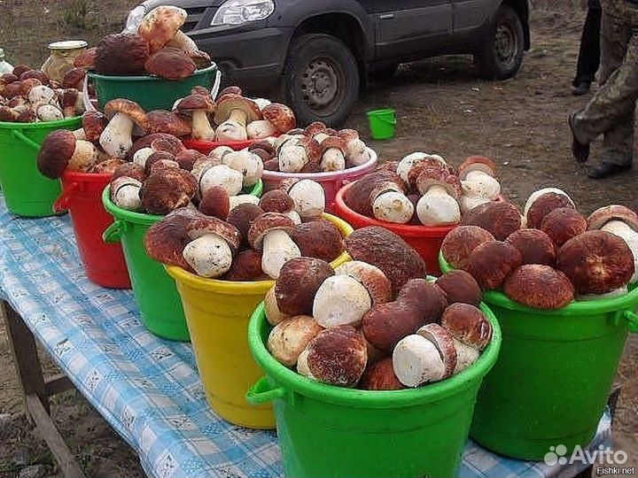 Продам боровик