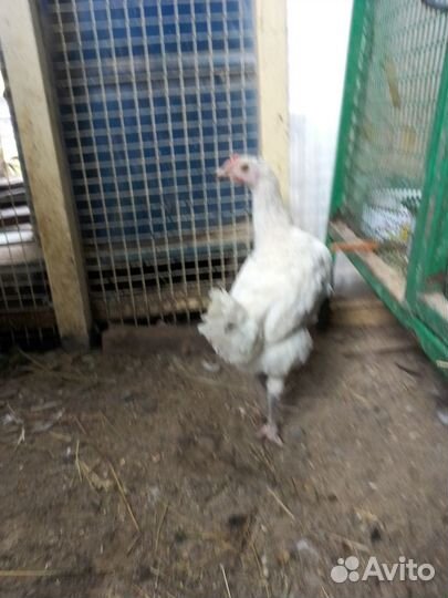 Петушки 5 месяцев