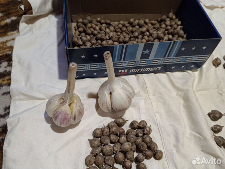 Семена чеснока