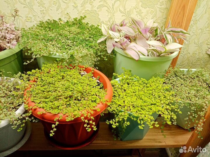 Солейролии: грин, ауреа, аргентия