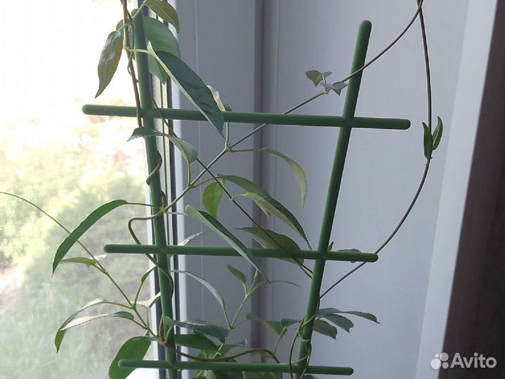 Продам цветы комнатные