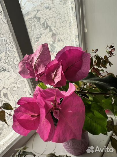 Бугенвиллия