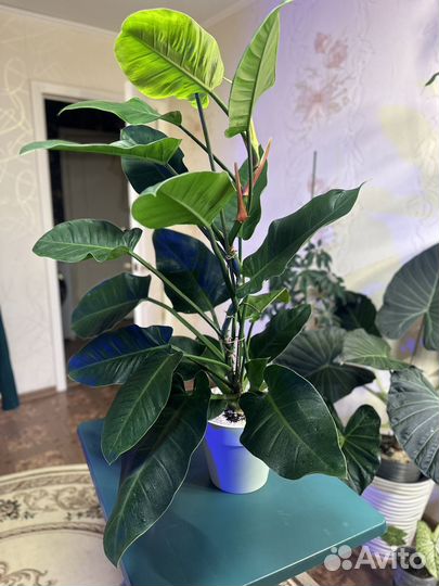 Филодендрон imperial грин