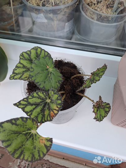 Маленька тигровая бегония