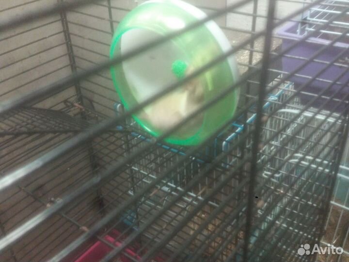 Сирийские хомячки