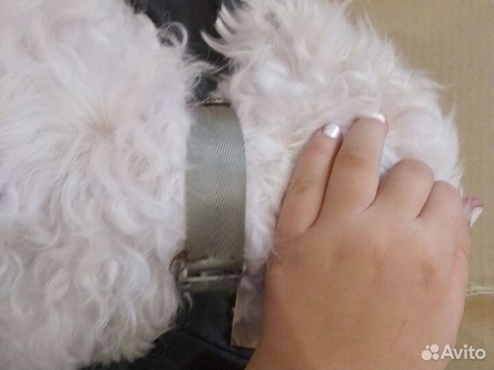 Ошейник для мелких порд