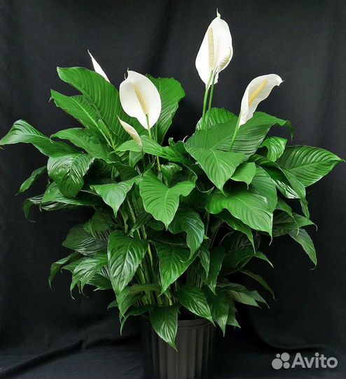 Спатифиллум женское счастье