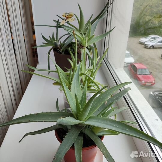 Алоэ Вера лечебный