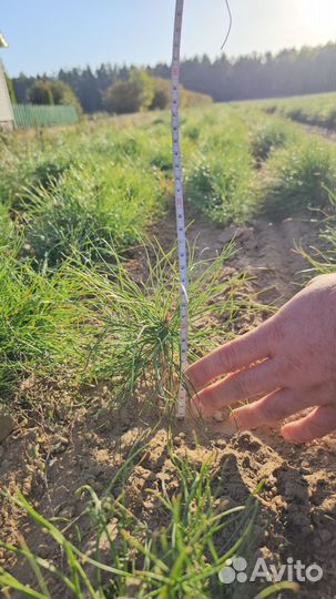 Сеянцы сосны окс