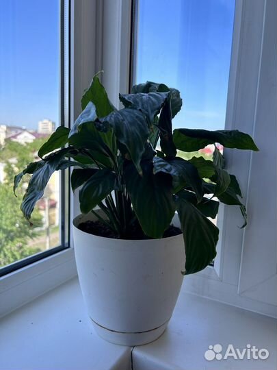 Спатифиллум