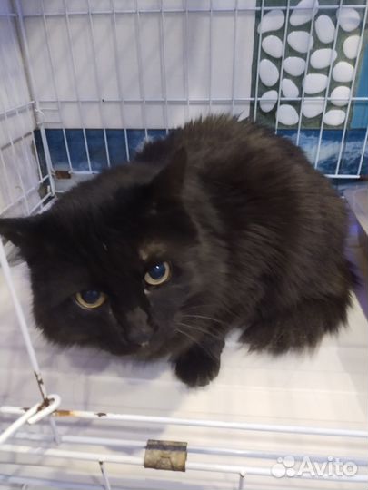 Роскошный кот Муркис