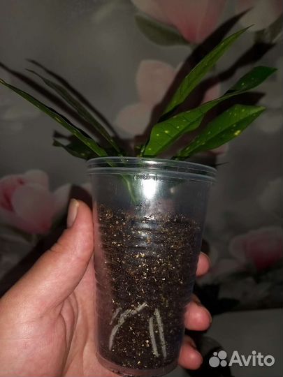 Кротон аукуболистный