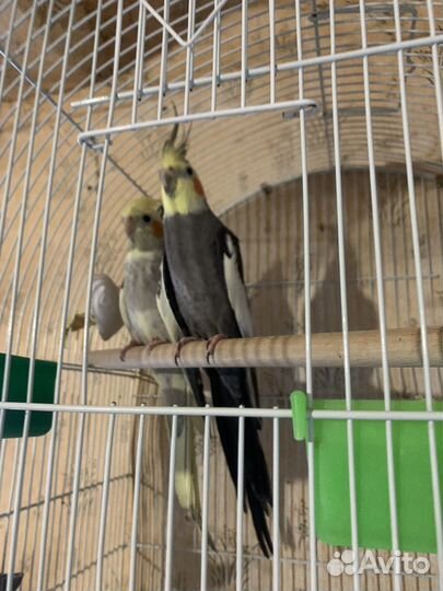 Попугаи волнистые, кореллы и амадины