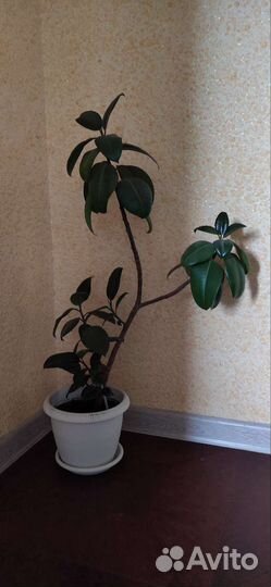 Фикус, алоэ Вера