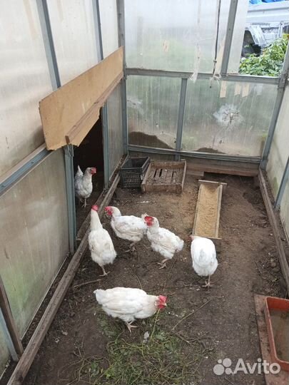 Куры несушки