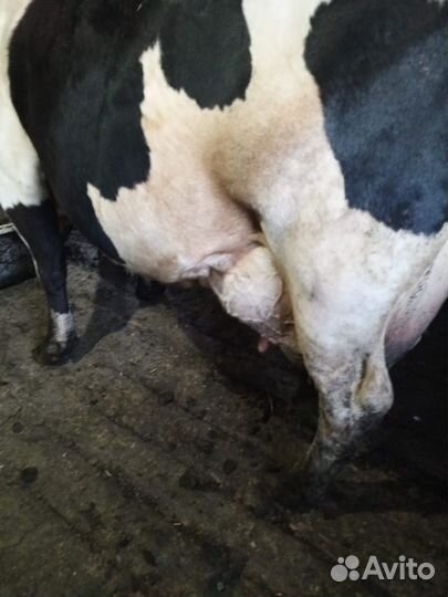 Телята коровы