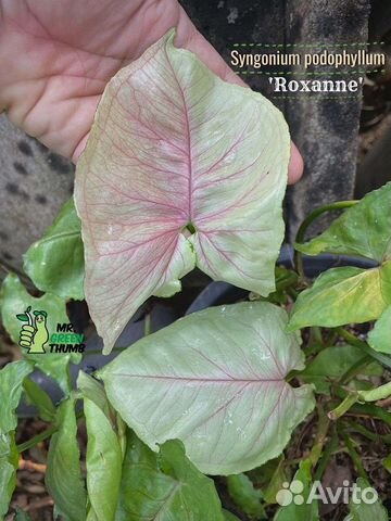 Сингониум Роксана