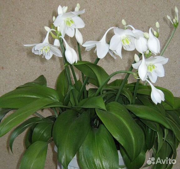 Эухарис амазонская лилия