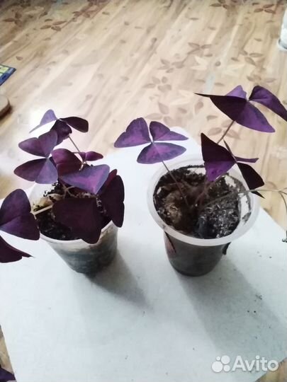 Комнатные растения