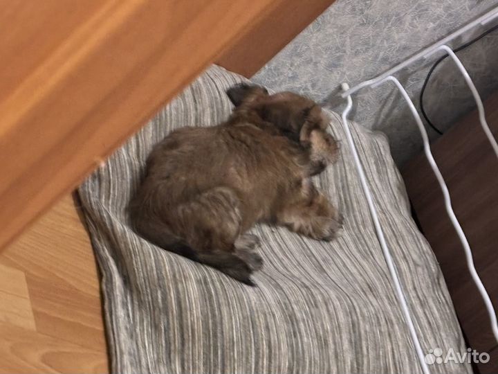 Щенок в добрые руки бесплатно