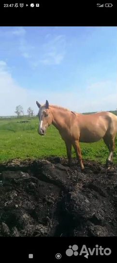 Кобыла 2.5 лет