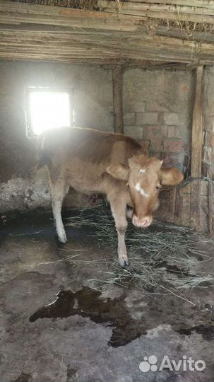 Телёнок от молочной пародой корови