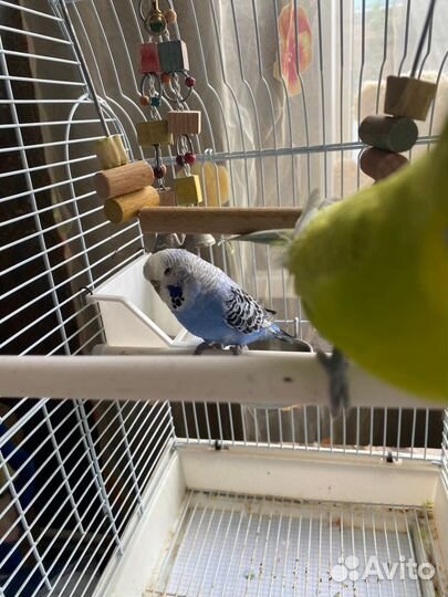 Волнистые попугаи