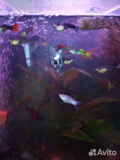 Аквариумные рыбки