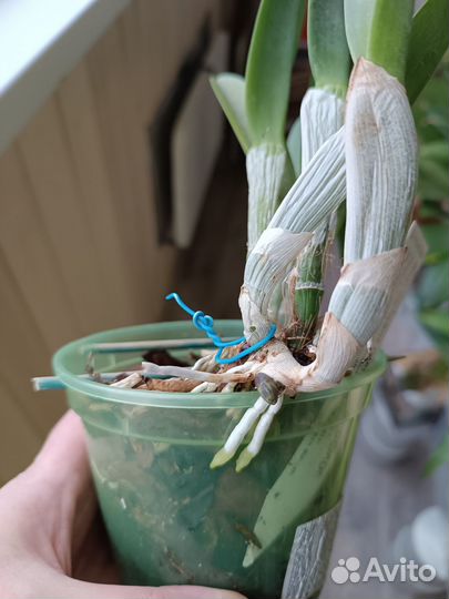 Продам орхидею