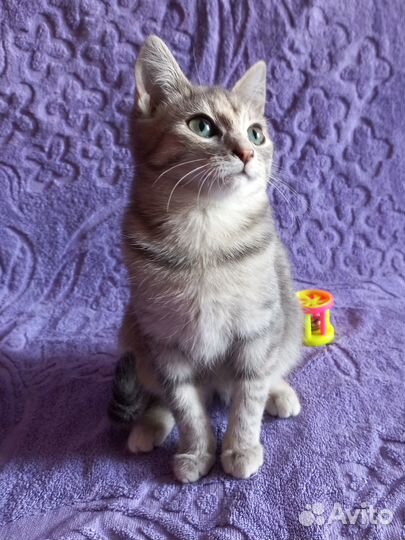 Котенок девочка