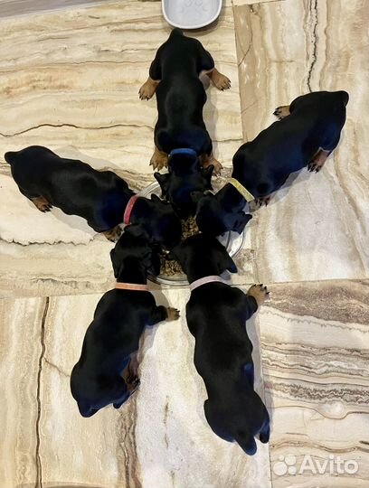 Такса щенки