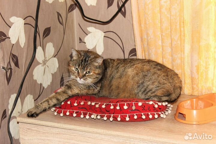 Кошка в дар