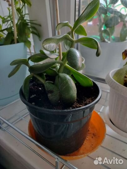 Цветы толстяка (денежное дерево), декабрист