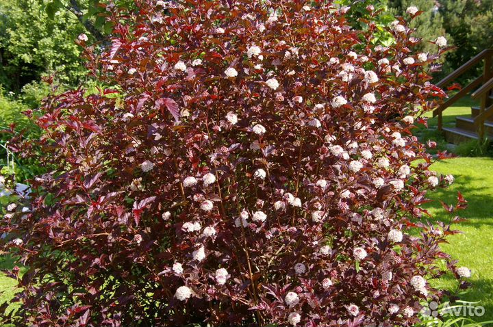 Саженцы пузыреплодник (Леди энд ред)