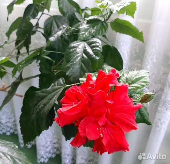 Гибискус (китайская роза)