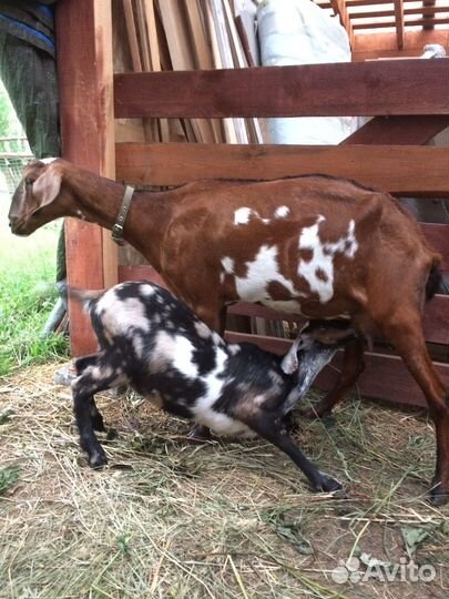 Козы высокоудойные