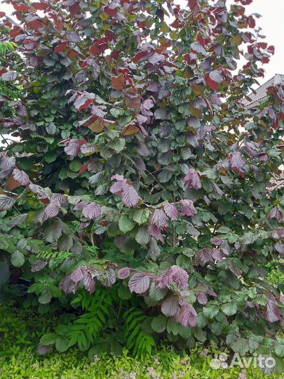 Садовые растения