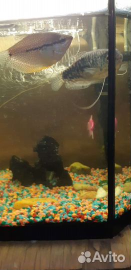 Аквариум 30 литров