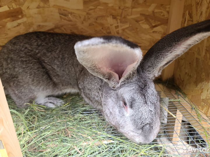 Кролики самцы и самочки разных пород