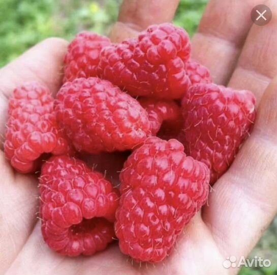 Малина Туламин