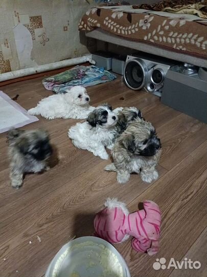 Щенки мальтийской болонки