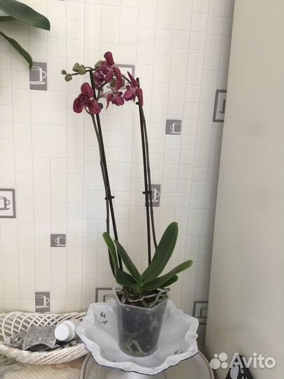 Орхидея бабочка 