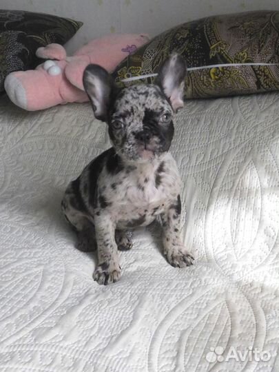 Щенок Французского Бульдога. Шикарная девочка:)