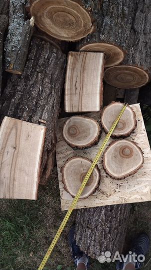 Спил дуба и берёзы