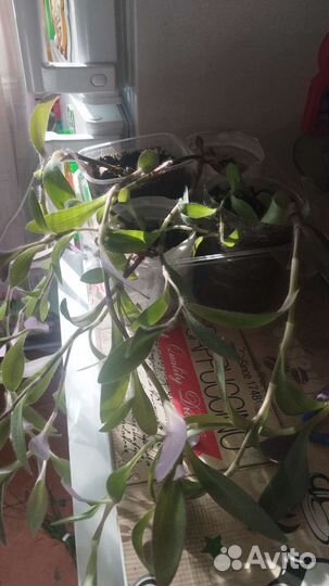 Традесканция (укоренённые отростки)