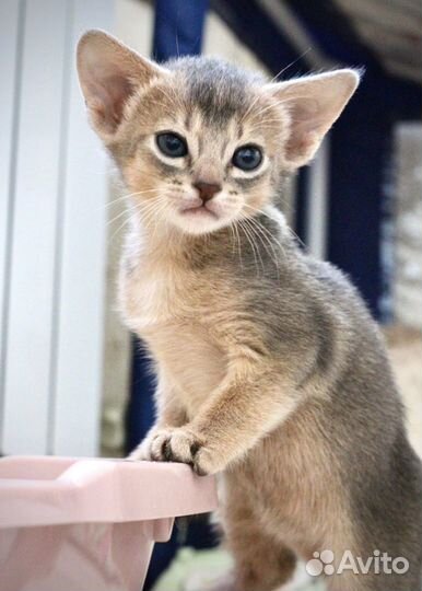 Абиссинские котята