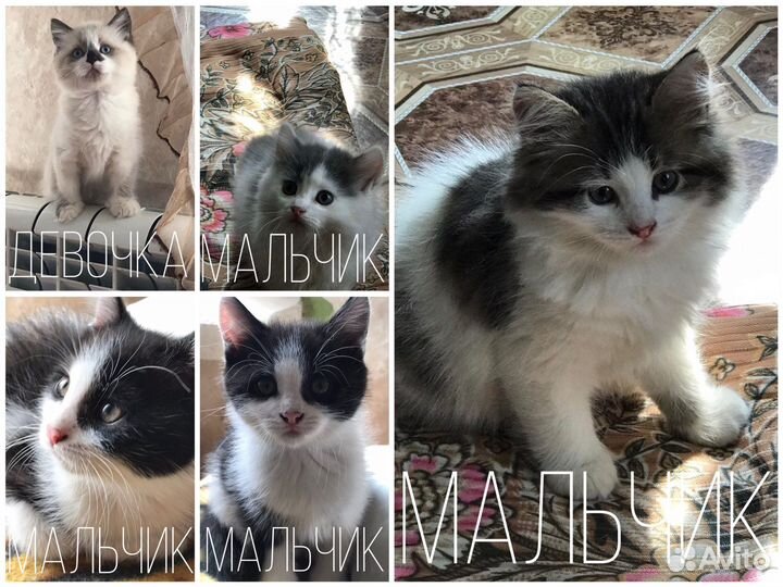 Продем котят