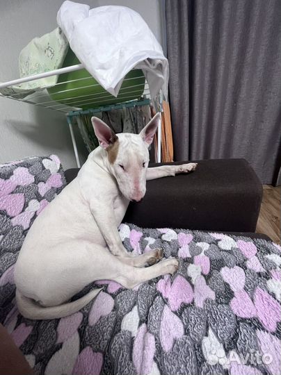 Бультерьер Вязка