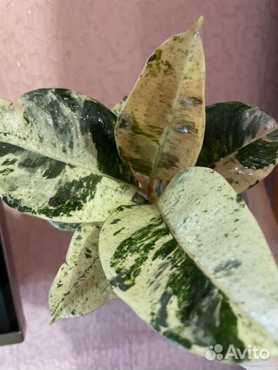 Фикус шривериана, фикус экзотика