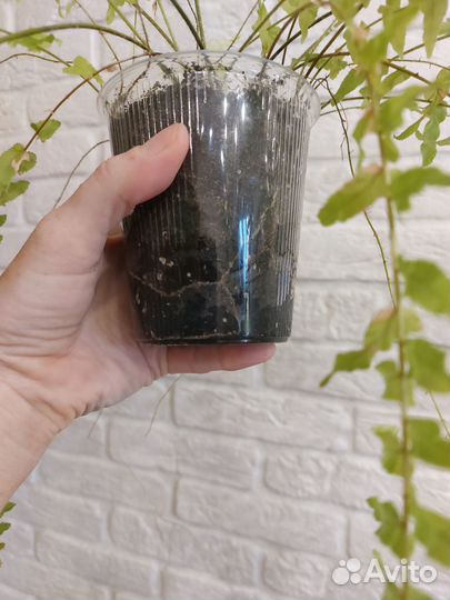 Папоротник вариегатный Тайгер